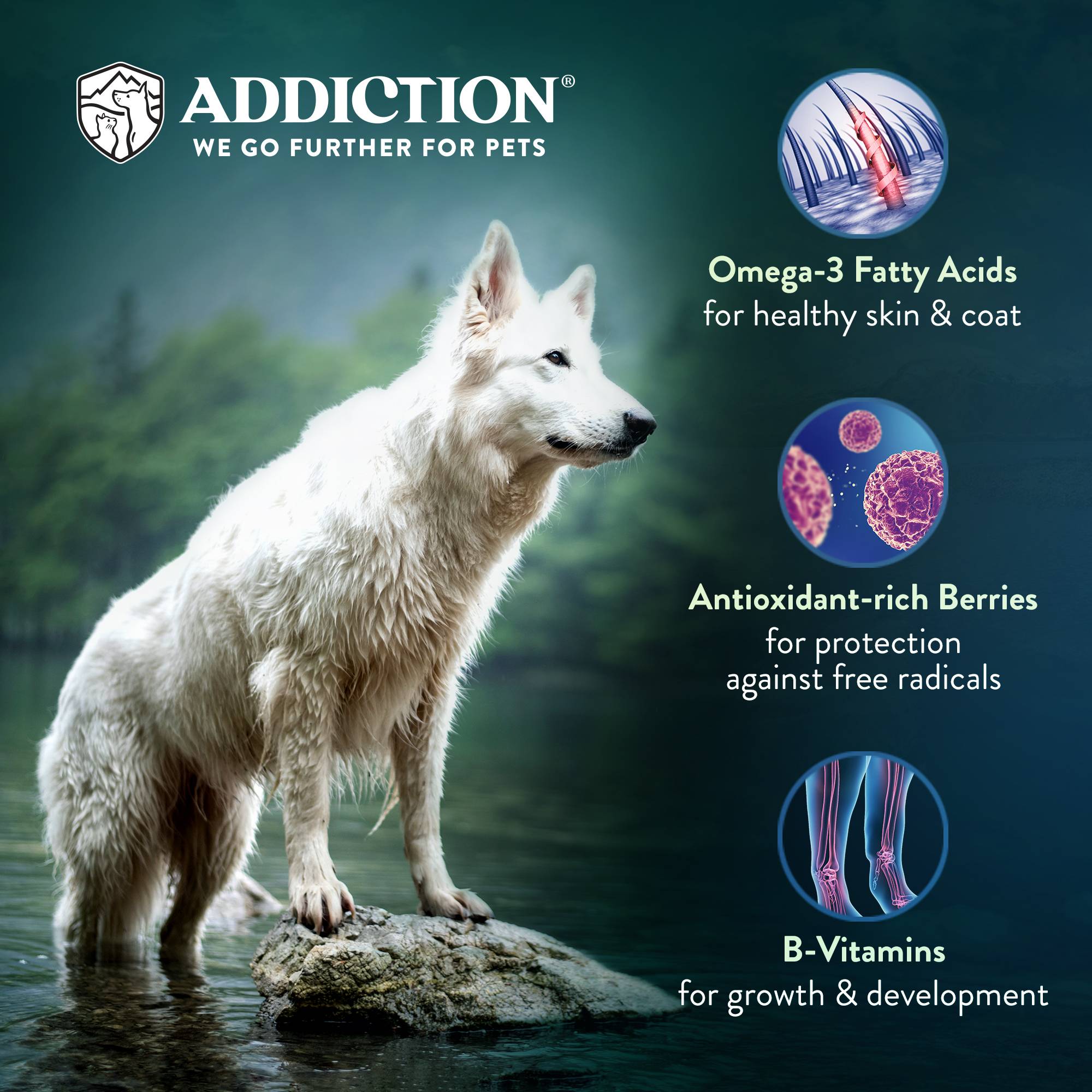 Addiction Salmon Bleu, Complete & Balanced, Skin & Coat Dry Dog Food - Image 3