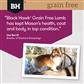 Black Hawk Adult Grain Free Lamb - Image 5